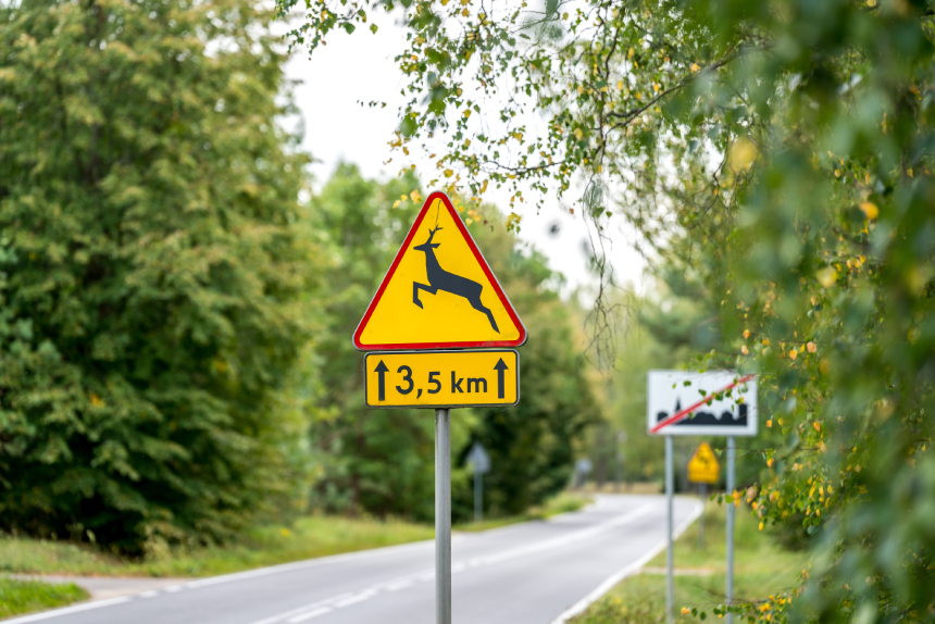 A road sign caution "Wild animals" on the forest road